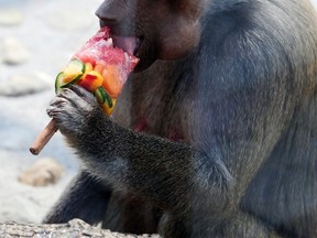 A baboon licks frozen slices of fruit during a hot day in its enclosure at the Skopje Zoo on July 20, 2012. (REUTERS/Ognen Teofilovski)