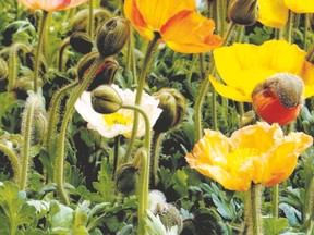 Iceland poppies