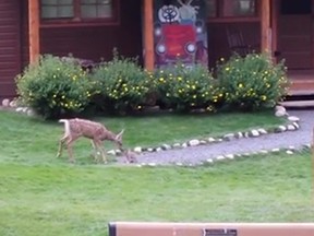A fawn and rabbit were captured on video frolicking in the Rocky Mountains in Colorado. (Facebook video screengrab)