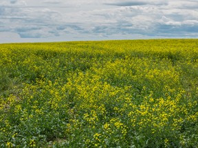 The recent drought conditions have led Woodlands County to officially declare a state of agricultural disaster, after an emergency council meeting was held last week.