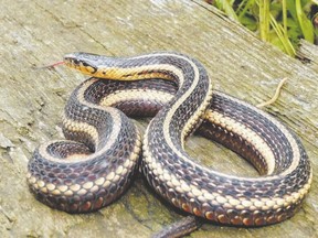 Garter snakes may be among the discussions when Rondeau Provincial Park celebrates Reptile Day Oct. 22. (PAUL NICHOLSON/SPECIAL TO POSTMEDIA NEWS)