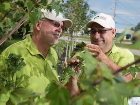 Veterans Memorial Parkway Community Program executive director Barry Sandler, left, and horticulturalist Paul Gagnon, right, look at a red maple tree, part of a small-scale version of the living memorial garden that will be planted along a boulevard leading into the Canadian National Vimy Memorial in Vimy, France.  The garden, which will be planted with the help of Canadian scouts, will include several varieties of maple trees, white roses, as well as a variety of blue and red flowers. Craig Glover/The London Free Press/Postmedia Network