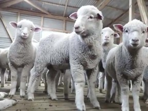 PETA released a video on Thursday of farm workers in Argentina slashing lambs with knives for wool used by outdoor clothing maker Patagonia's base layers and insulation. (PETA video screengrab)