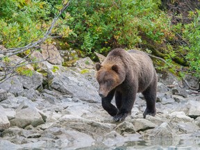 A grizzly bear is seen on an Alaskan glacial lake shoreline. (Fotolia)