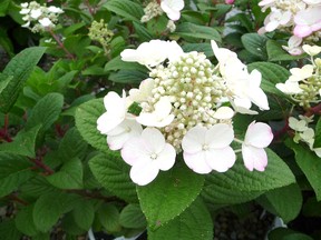 Growing hydrangeas is gratifying because they do well in sun or shade, have no insect or disease issues, and are do not have fussy maintenance requirements. But a cold winter, and other issues, can sometimes have an impact on their health. John DeGroot photo