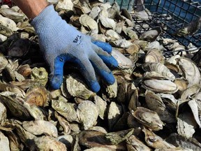 Oysters. 

(AP Photo/Jessica Hill, File)