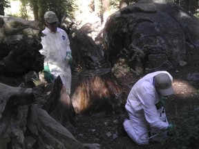 California Department of Public Heath workers treat the ground to ward off fleas at the Crane Flat campground in Yosemite National Park, California  in the August 10, 2015 handout photo released to Reuters August 14, 2015. A second Yosemite National Park campground will be shut down for five days after a pair of dead squirrels were found to be infected with plague, park and California public health officials said on Friday. The closure of Tuolumne Meadows Campground comes a week after a child who camped elsewhere in Yosemite, one of America's top tourist destinations, was hospitalized with the disease. REUTERS/California Department of Public Health/Handout via Reuters