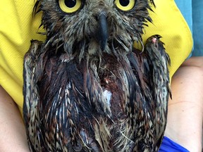 This Great Horned Owl, what the Salthaven Wildlife Rehabilitation and Education Centre call Mr. Stinky nearly died last month after falling in toxic liquid.(Contributed photo)