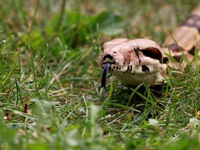 A boa constrictor is pictured in a file photo. (Postmedia Network files)