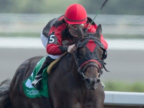 Jockey Michelle Rainford guides Ruth Less Blue to victory in the $150,000 Vandal Stakes at Woodbine Racetrack yesterday. (Michael Burns, photo)