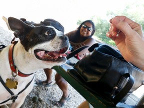 Siobhan Flynn feeds her nine-year old Boston terrier Iggy some treats as Shida Ansell, a fellow dog walker, looks on at the Withrow Park off-leash area. (Jack Boland/Toronto Sun)