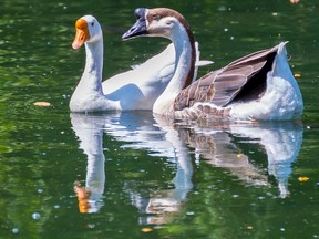 William (right), a Chinese swan goose swims with his mate, Kate, in the pond at Glenwood Cemetery on Sunday August 16, 2015 in Picton, Ont. The two were introduced in April after William's first mate, also named Kate, was killed. Tim Miller/Belleville Intelligencer/Postmedia Network