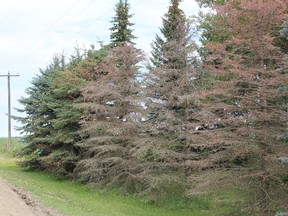 Brazeau County resident Don Herman claims the calcium and magnesium in the county’s dust control might be the reason his spruce trees are dying.