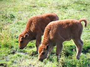 Two wood bison born using sperm frozen 35 years ago are pictured in this undated Toronto Zoo handout photo.