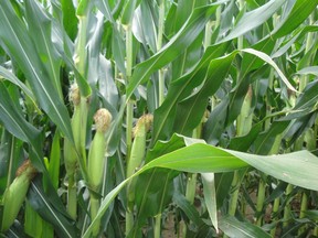 U.S. Corn