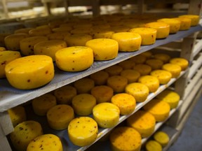 In this photo taken on Aug.  5, 2015, heads of cheese are pictured on shelves in storage at a farm, in Krutovo village, Vladimir region. Russia has marked the one-year anniversary of its ban on Western agricultural products with an order to destroy contraband food, a move that has raised controversy amid the nation's economic downturn. (AP Photo/Alexander Zemlianichenko)
