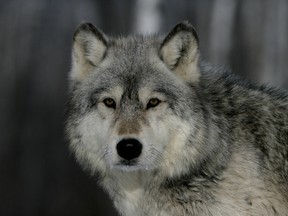 Wildlife put on an urban display last week when two wolves chased and killed a deer on Cougar St. in Banff, Alta. (Fotolia File Photo)