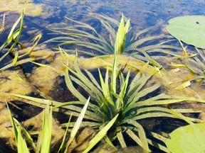 SUBMITTED PHOTO
The invasive species known as water soldier can often be identified by its bright green serrated leaves that resemble the top of a spider plant or pineapple. The province announced it will help a working group committed to combating the invasive species recently with $12,000.