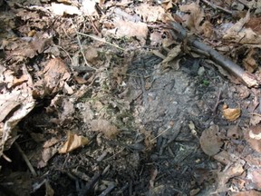 Photo supplied
A section of the forest floor in the Roxborough Greenbelt shows little vegatation after a TV production dug a large hole in the park area for a scene it was shooting and then filled the hole back up with earth.