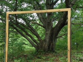 Large, empty wooden frames hang from trees on a farm north of Kingston where 10 writers, including Whig-Standard columnist Merilyn Simonds and Wayne Grady, will gather this weekend at Framework: Words on the Land to write, read their works and talk about the experience of writing in nature. (Supplied photo)
