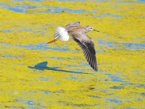 The West Perth Wetlands in Mitchell is one of the best locations in Southwestern Ontario to view shorebirds migrating south. You will now find many lesser yellowlegs such as this one as well as greater yellowlegs, sandpiper species, and herons. ( MICH MacDOUGALL CAPA/Special to Postmedia News)