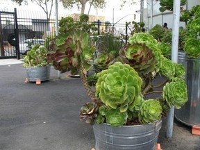 Now is a good time to buy succulents from greenhouses.  (Supplied Photo)