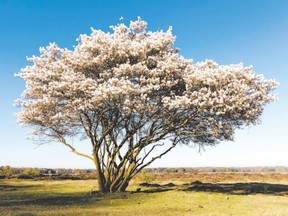 Smooth Serviceberry