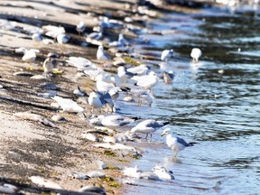 A flock of seagulls take full advantage of a free meal after dead whitefish, which some say numbers in the thousands, began washing up on the shores of Ma-Me-O Beach on Pigeon Lake, west of Wetaskiwin July 22, 2012. FILE