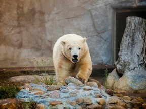 Henry the Australian polar bear will soon make his way to Cochrane.