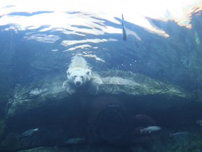 The Journey to Churchill exhibit at Assiniboine Park Zoo.