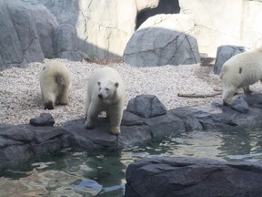 Blizzard, Star and Humphrey explore their new home in Journey to Churchill exhibit at Assiniboine Park Zoo.