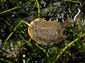 A spiny softshell turtle recently hatched at the Upper Thames River Conservation Authority’s Watershed Conservation Centre in London Ont. Aug. 21. 2015. CHRIS MONTANINI\LONDONER\POSTMEDIA NETWORK