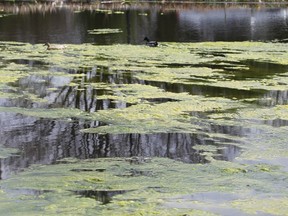 Blue green algae is poisonous to both humans and animals. Postmedia Network