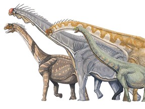 Illustration of various sauropods. (Wikimedia Commons/Богданов/HO)