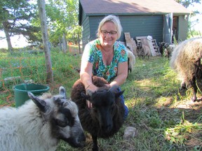 Anne Alton checks on the sheep at Alton Farms Estate Winery near Aberarder on Friday August 21, 2015 in Plympton-Wyoming, Ont.  She and her husband Marc are set to celebrate the farm's 10th anniversary with an open house Aug. 29. (Paul Morden, The Observer)