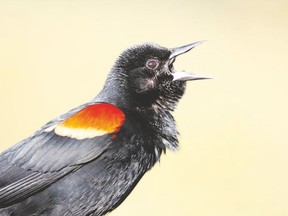 Red-winged blackbird