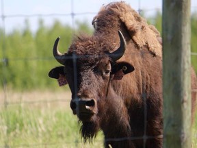 A wood bison peers through the fences of Syncrude's Beaver Creek Wood Bison ranch, located north of Fort McMurray, Alta. Vincent McDermott/Today Staff