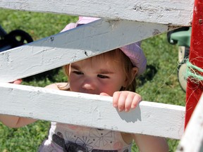 One-year-old Jordyn Recoskie peers at a petting zoo's reluctant lama at the 21st annual Teddy Bear Picnic for the Boys and Girls Club of Kingston & Area at Lake Ontario Park in Kingston, Ont. on Saturday August 22, 2015. Steph Crosier/Kingston Whig-Standard/Postmedia Network