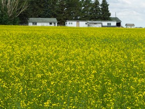 Drought damaged canola plants are seen along Highway 2 north of Highway 19 in Leduc County, Alta., on Tuesday July 21, 2015. Leduc County, Brazeau County and Thorhild County declared state of agricultural disaster. Ian Kucerak/Edmonton Sun/Postmedia Network