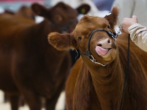 Regular cattle sales will continue every Wednesday at the Vermilion Livestock Exchange, despite the switching of ownership. Business will continue as usual into the fall with the same staff, including location manager and co-managers. The sale is to be made official on Sept. 1.