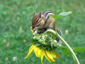 Elmo the chipmunk enjoys a summer snack near the shores of Round Lake, totally devouring the seeds from this sunflower head