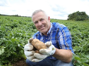 Gerry Philippe, co-owner of Valley Growers, shows off potatoes in one of his fields. Gino Donato/The Sudbury Star