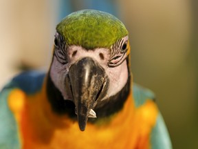 A macaw similar to this one went missing from a Winnipeg woman's home two weeks ago. (REUTERS/Jorge Silva file photo)