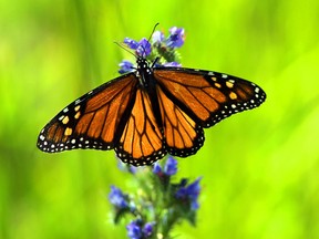 Monarch butterflies will be released by the Assiniboine Park Zoo on Wednesday. (FILE PHOTO)
