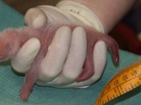One of the giant panda cubs born on at the Smithsonian's National Zoo in Washington, DC is being examines by veterinarians in this image taken on August 22, 2015. A artificially inseminated giant panda took U.S. zoo officials by surprise on Saturday when she gave birth to twins - more than four hours apart. Picture taken on August 22, 2015.  REUTERS/Smithsonian's National Zoo/Handout