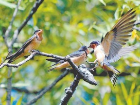 Even though the barn swallow is a threatened species at risk in Ontario, many can be seen in Medway Valley Heritage Forest, and environmentally significant area. These birds are aerial insectivores. They dart around acrobatically picking insects out of the air for themselves and their young. (MICH MacDOUGALL CAPA/SPECIAL TO POSTMEDIA NEWS)