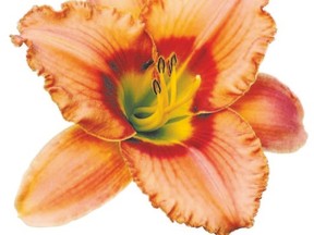 Hemerocallis ?Elegant Candy?