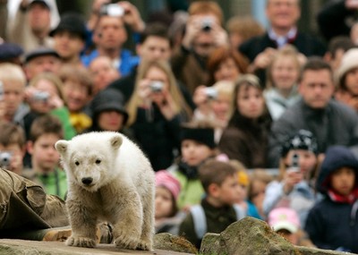 What killed Knut? Riddle of beloved polar bear's death finally solved