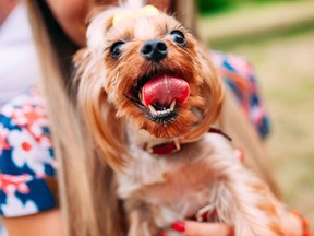 Forget the parents. If your pet doesn't like the person you're dating, it could become a serious issue.(Fotolia)