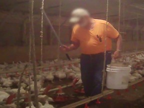 Mercy for Animals released a video taken with a hidden camera that the group said showed abusive practices at a chicken farm. (YouTube screengrab)